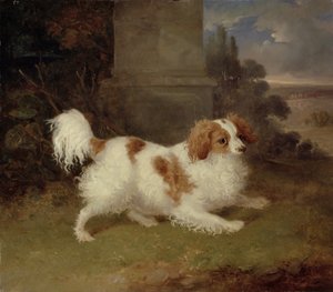 Un Blenheim Spaniel, c.1820-30 da William Webb